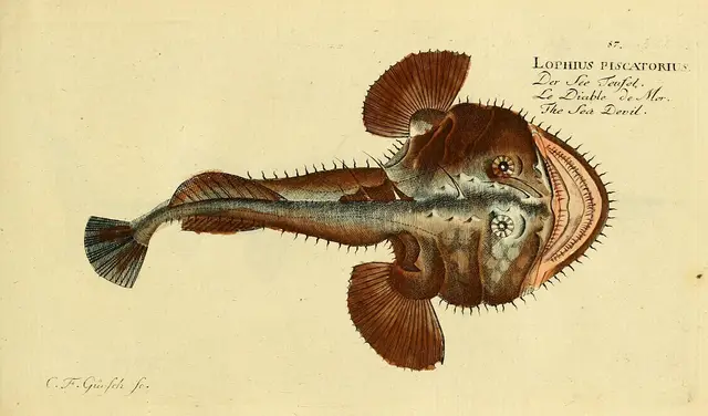Anglerfish — historical illustration or museum specimen