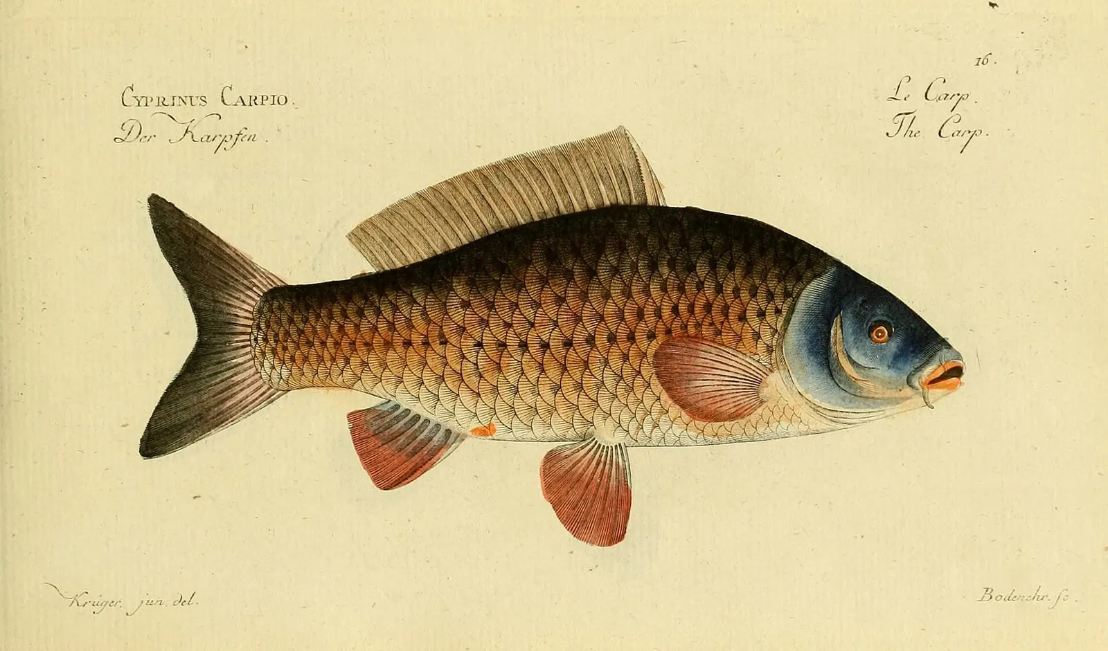 Cyprinus carpio, “Der Karpfen”. Pl. 16.