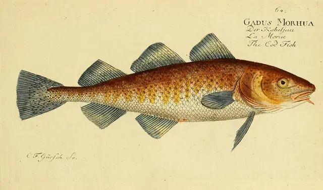 Atlantic cod — historical illustration or museum specimen