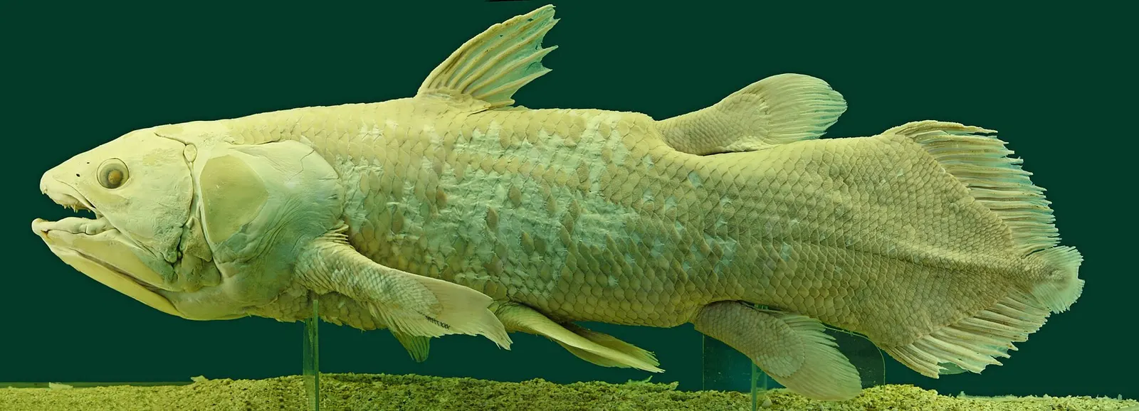 Specimen at the Natural History Museum, Vienna. Photograph.