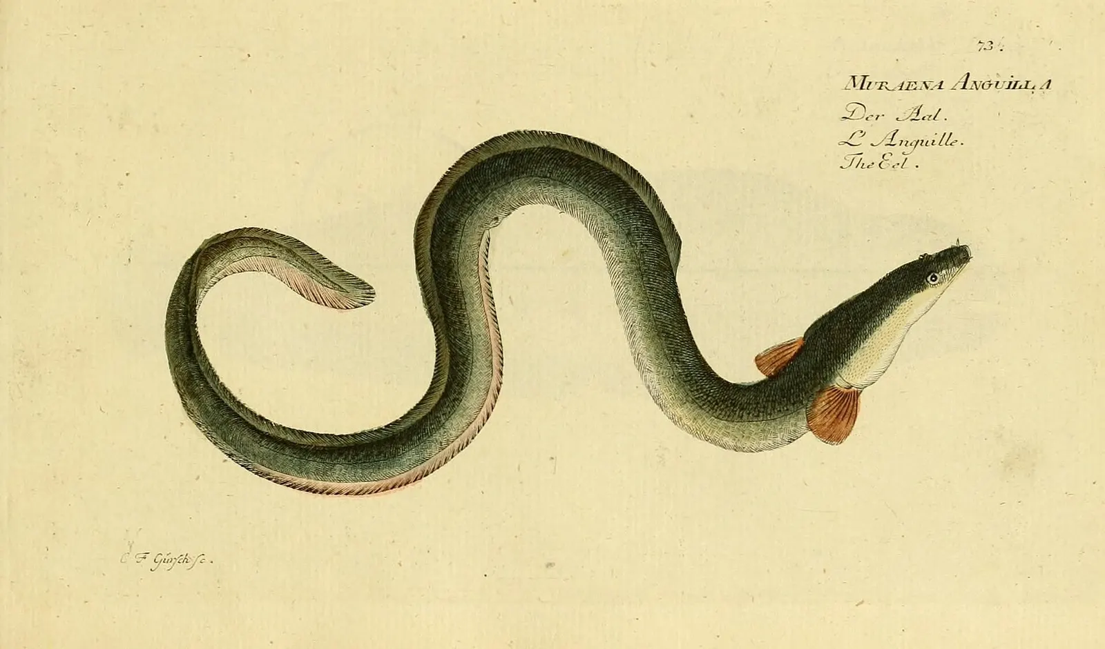 Muraena anguilla, “Der Aal”. Pl. 73.