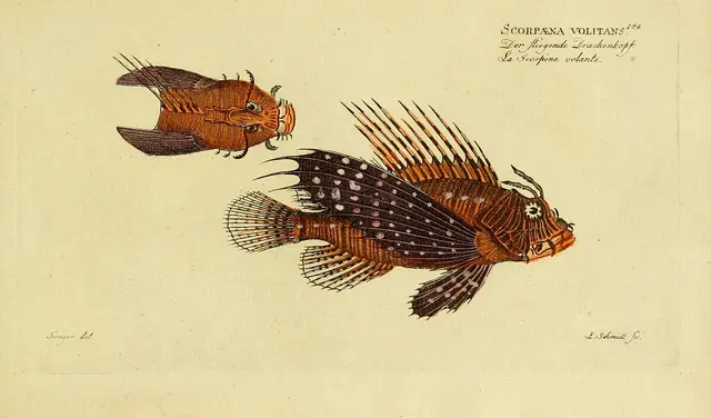 Red lionfish — historical illustration or museum specimen