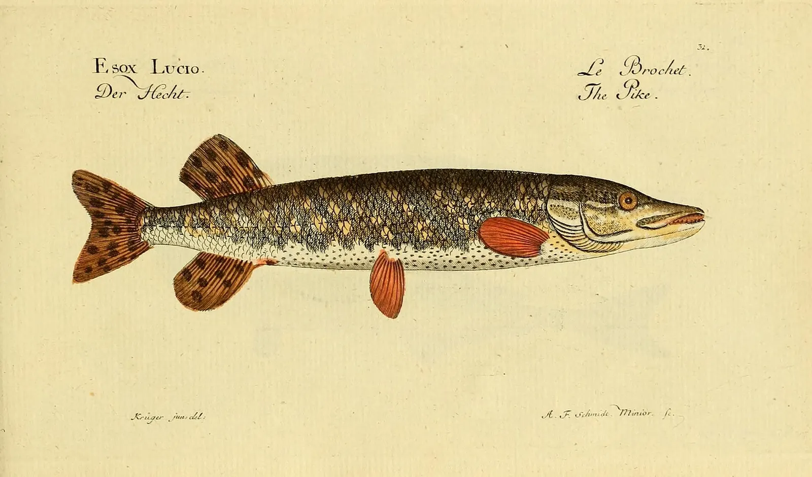 Hand-coloured historical plate of a northern pike by Marcus Elieser Bloch