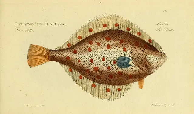 European plaice — historical illustration or museum specimen