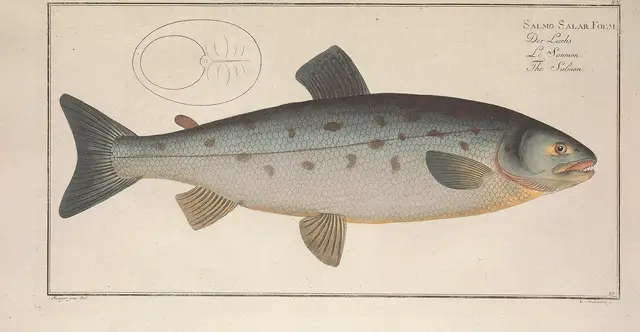 Atlantic salmon — historical illustration or museum specimen