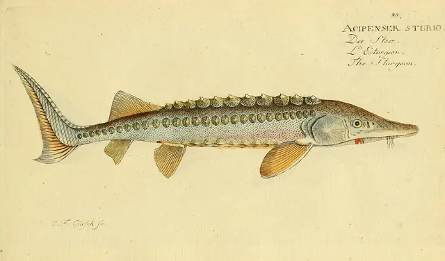 European sea sturgeon — historical illustration or museum specimen