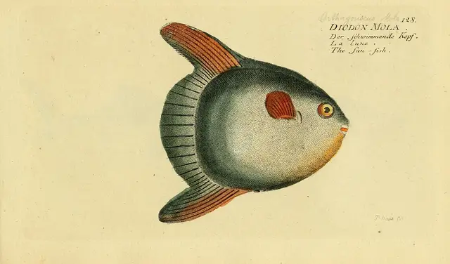 Ocean sunfish — historical illustration or museum specimen