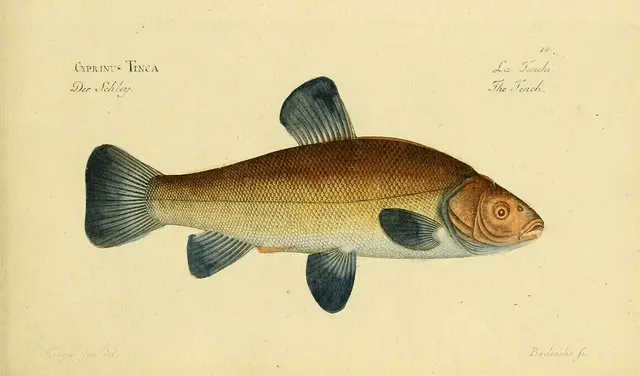 Tench — historical illustration or museum specimen