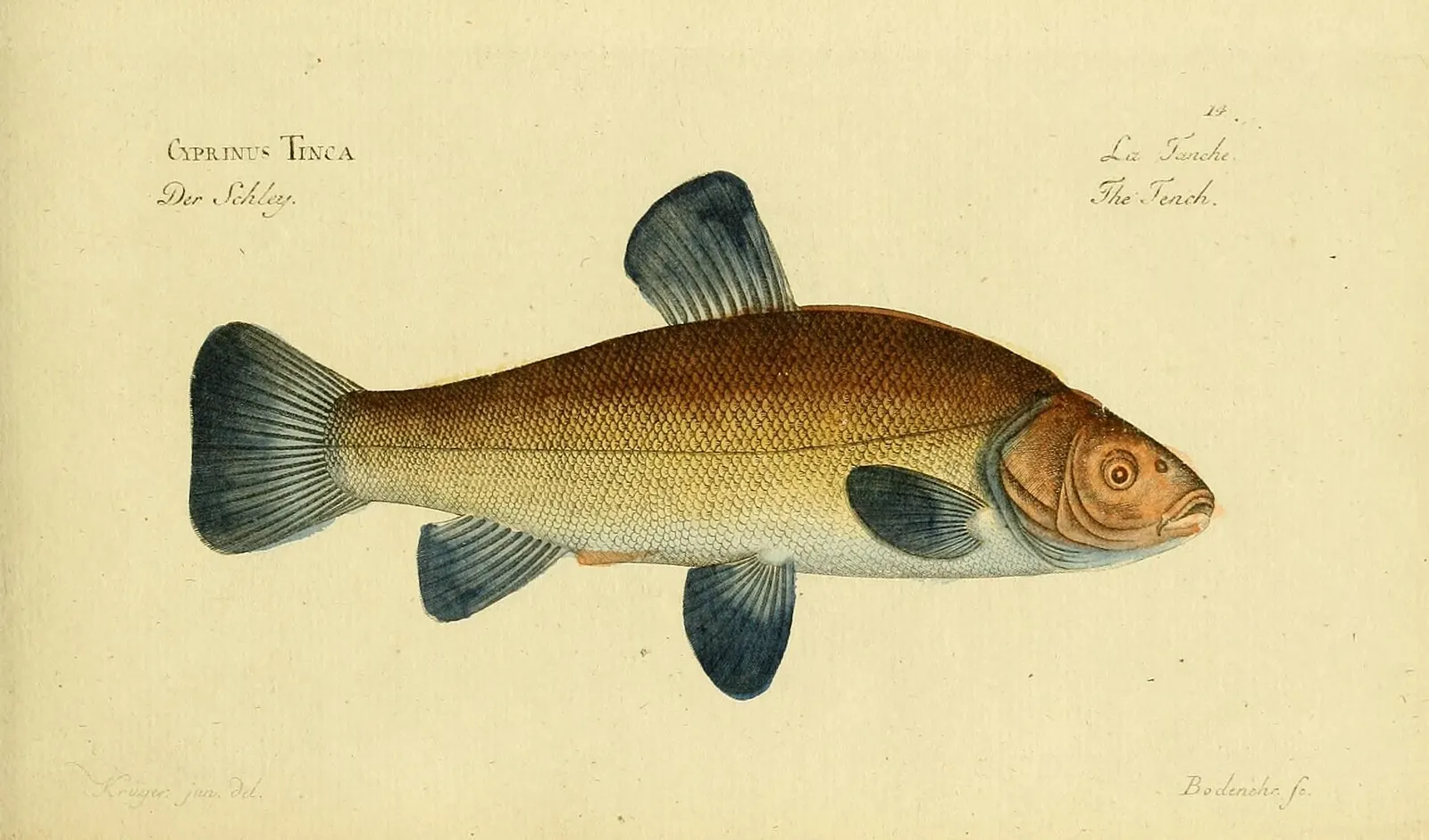 Historic copper engraving of a tench