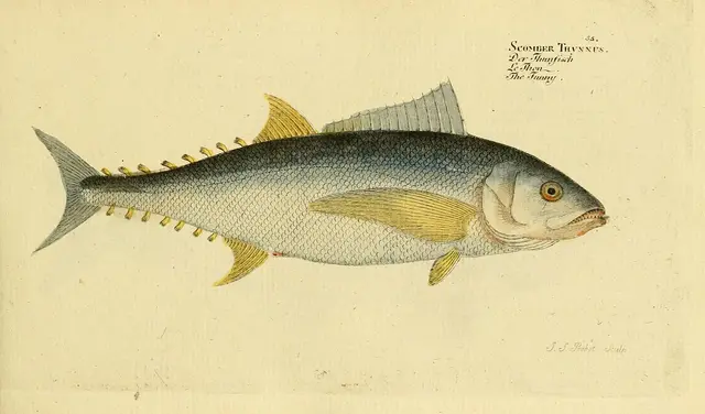 Atlantic bluefin tuna — historical illustration or museum specimen