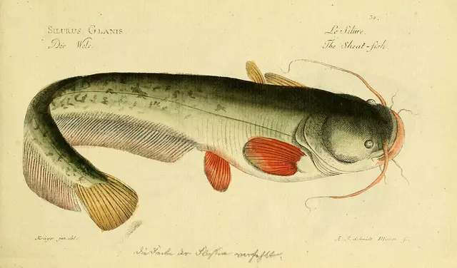Wels catfish — historical illustration or museum specimen