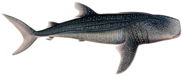 Whale shark — historical illustration or museum specimen