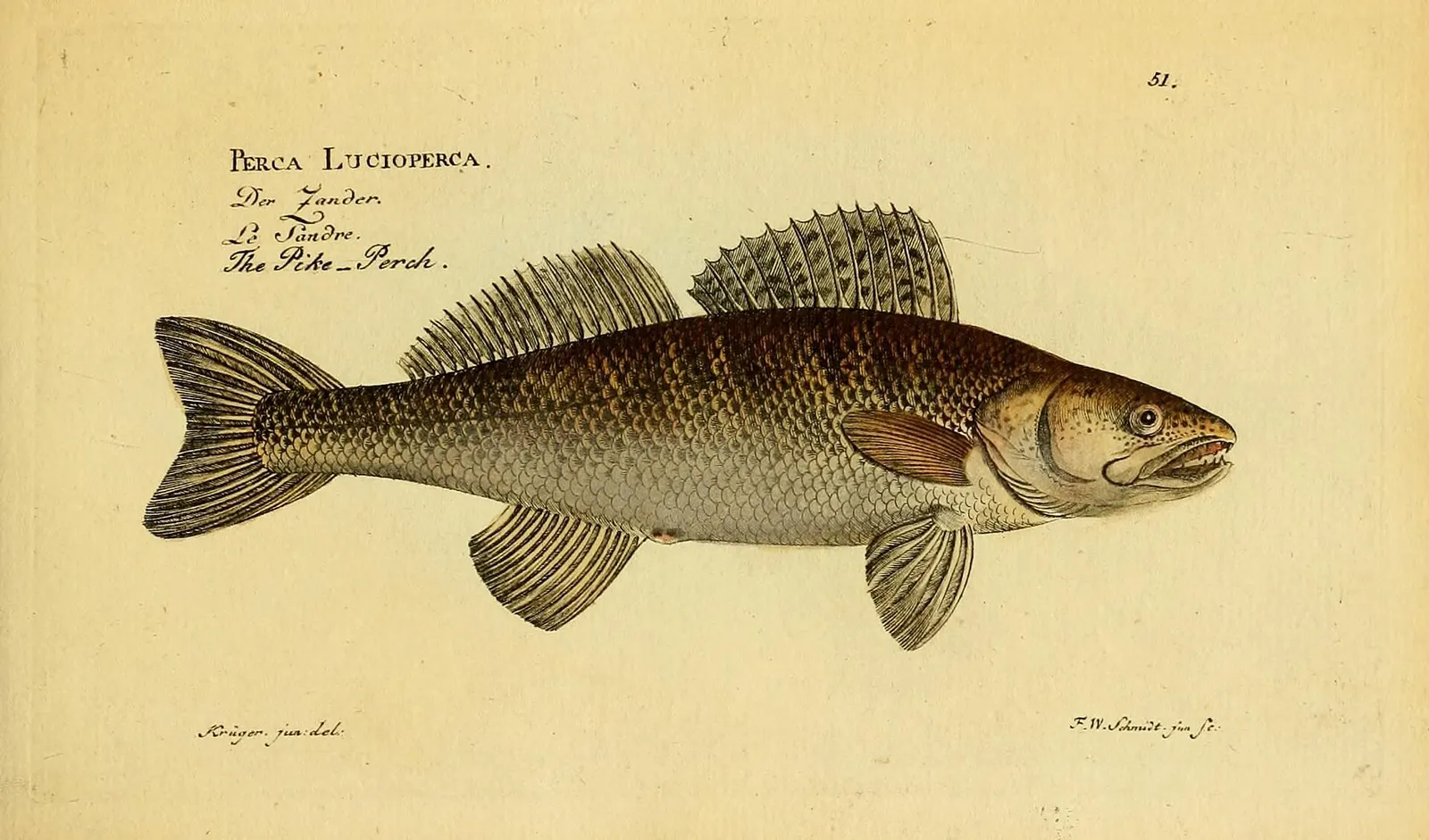 Perca lucioperca, “Der Zander”. Pl. 51.